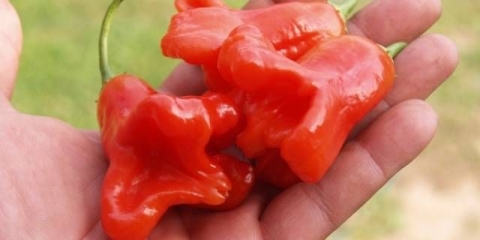 Kako uzgajati ljutu papriku